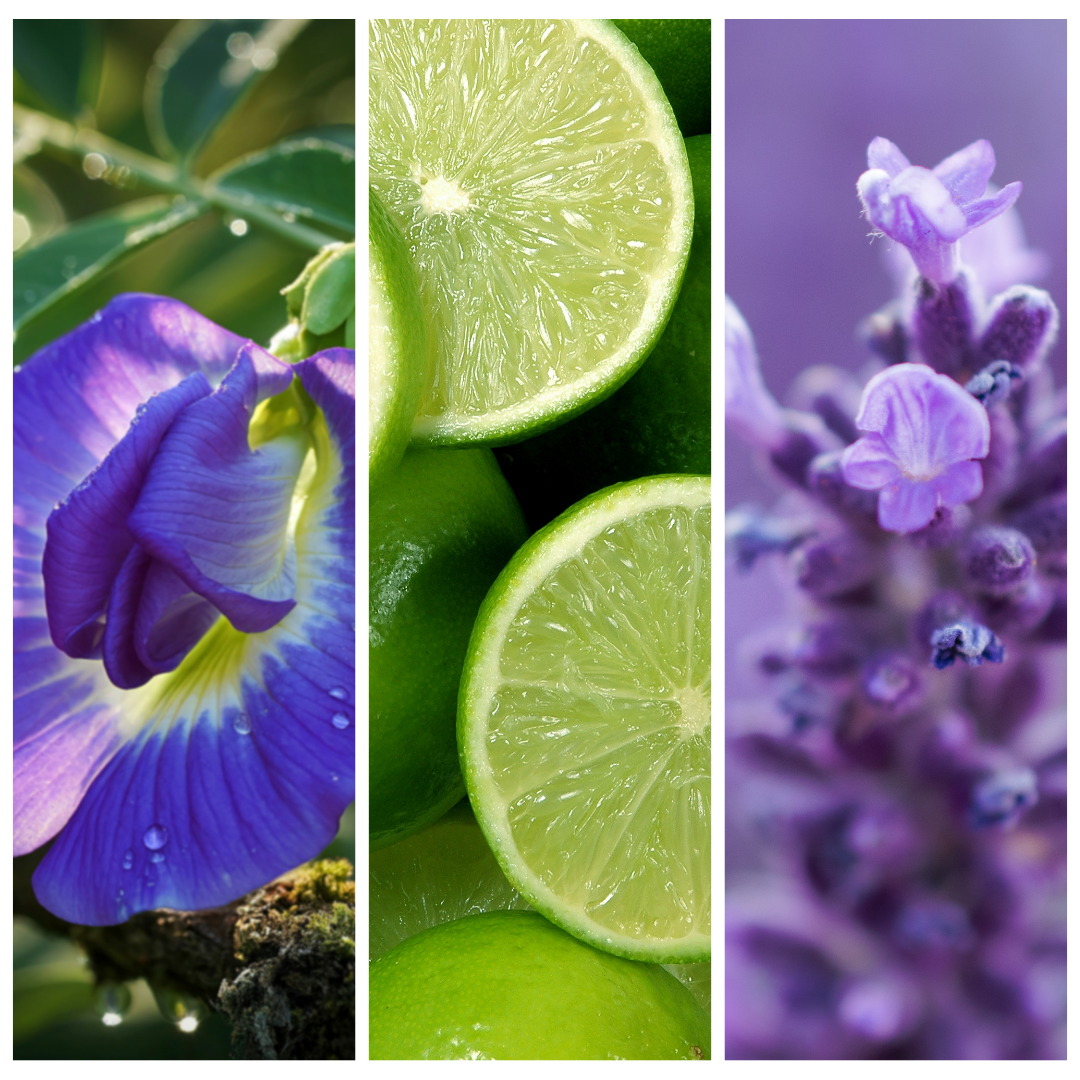 Lavender & Bergamot 普羅旺斯晨光