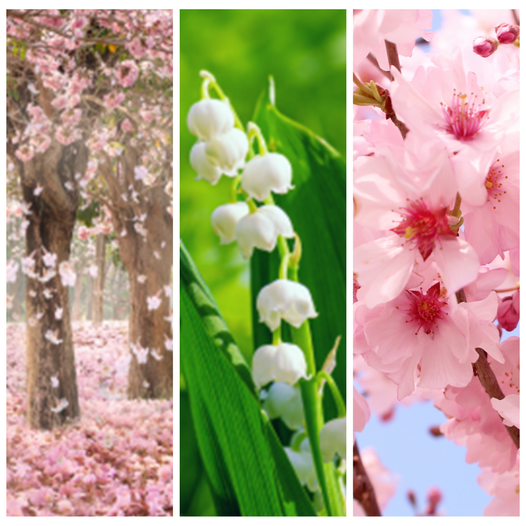 Spring Cherry Blossom 春櫻綻放