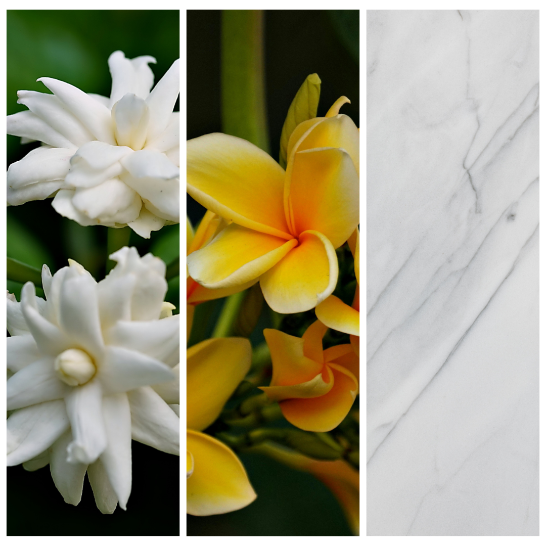 Star Jasmine 星夜茉莉